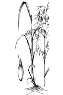 <i>Avena sativa</i> L. var. orientalis (Schreb.) Alef.