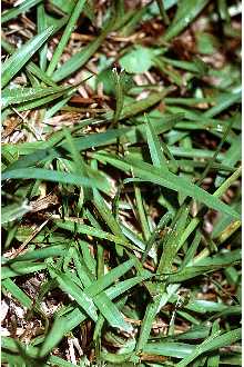 Common Carpetgrass