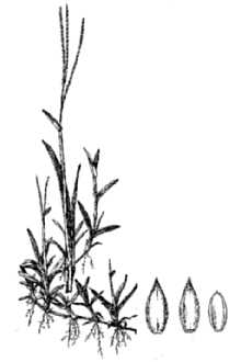 <i>Axonopus compressus</i> (Sw.) P. Beauv. var. australis G.A. Black