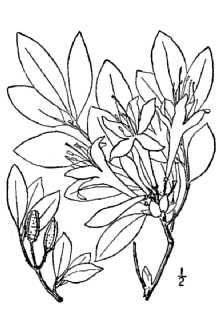 <i>Rhododendron arborescens</i> (Pursh) Torr. var. richardsonii Rehder