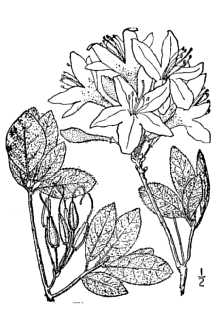 <i>Azalea canescens</i> Michx. var. subglabra (Rehder) Small