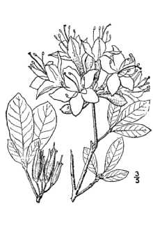 <i>Azalea lutea</i> auct. non L.