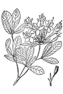 <i>Azalea viscosa</i> L.