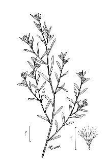 Saltwater False Willow