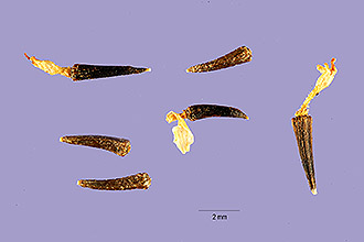 <i>Amauriopsis dissecta</i> (A. Gray) Rydb.
