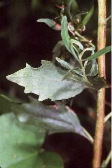 <i>Baccharis halimifolia</i> L. var. angustior DC.
