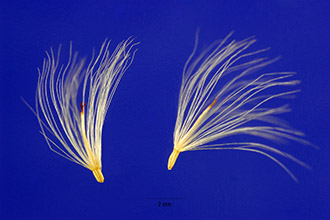 <i>Baccharis halimifolia</i> L. var. angustior DC.