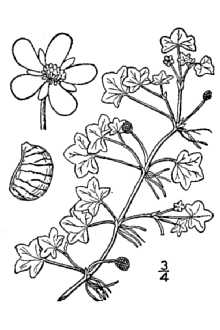 <i>Batrachium hederaceum</i> (L.) Gray