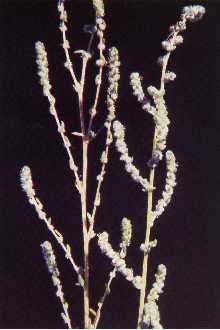 <i>Kochia hyssopifolia</i> (Pall.) Schrad.