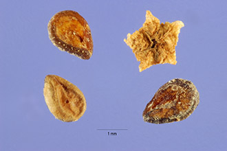 <i>Echinopsilon hyssopifolius</i> (Pall.) Moq.