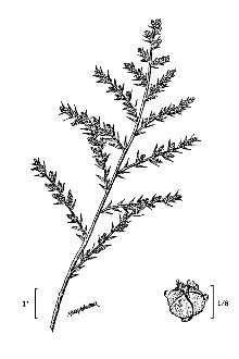 <i>Kochia hyssopifolia</i> (Pall.) Schrad.