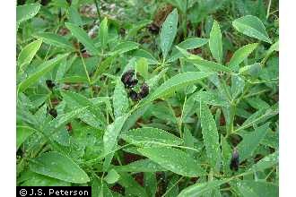 pandan plants Pandan Plant