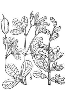<i>Baptisia leucantha</i> Torr. & A. Gray