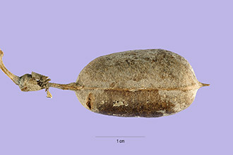 <i>Baptisia pendula</i> Larisey var. macrophylla Larisey