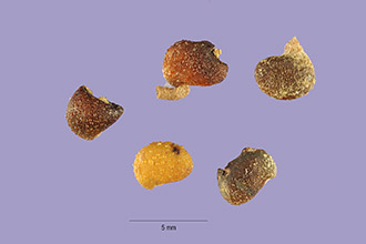 <i>Baptisia leucophaea</i> Nutt. var. glabrescens Larisey