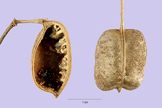 <i>Baptisia bracteata</i> Muhl. ex Elliott var. glabrescens (Larisey) Isely