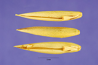 <i>Bambusa glaucescens</i> (Willd.) Siebold ex Munro