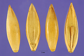 Polymorph Bamboo