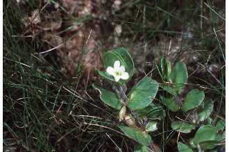 <i>Bramia rotundifolia</i> (Michx.) Britton