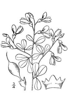 <i>Baptisia tinctoria</i> (L.) R. Br. var. crebra Fernald