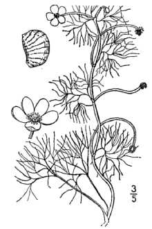 <i>Ranunculus aquatilis</i> L. var. calvescens (W. Drew) L.D. Benson