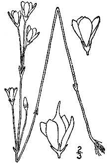 <i>Centaurella verna</i> Michx.