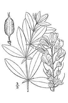 <i>Baptisia villosa</i> auct. non (Walter) Nutt.