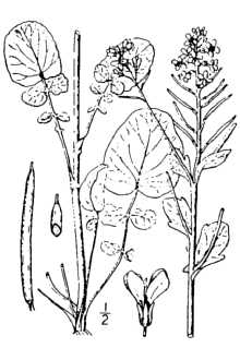 <i>Barbarea vulgaris</i> W.T. Aiton var. arcuata (Opiz ex J. Presl & C. Presl) Fr.