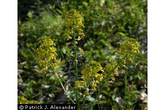 <i>Barbarea vulgaris</i> W.T. Aiton var. longisiliquosa Carion