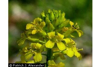 <i>Barbarea vulgaris</i> W.T. Aiton var. longisiliquosa Carion