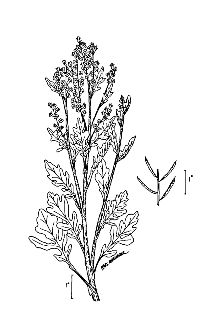 <i>Barbarea arcuata</i> (Opiz ex J. Presl & C. Presl) Rchb.