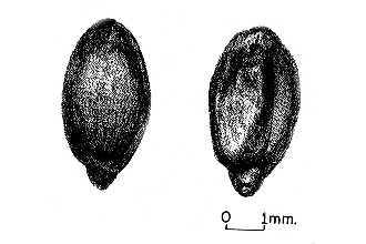<i>Odostemon aquifolium</i> (Pursh) Rydb.