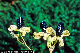 <i>Iris domestica</i> (L.) Goldblatt & Mabb.