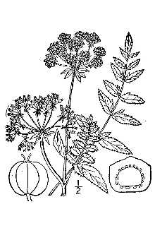 <i>Berula erecta</i> (Huds.) Coville var. incisa (Torr.) Cronquist
