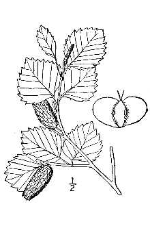 <i>Betula papyrifera</i> Marshall var. occidentalis (Hook.) Sarg.