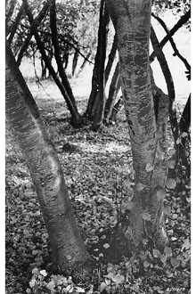 <i>Betula papyrifera</i> Marshall ssp. occidentalis (Hook.) Hultén