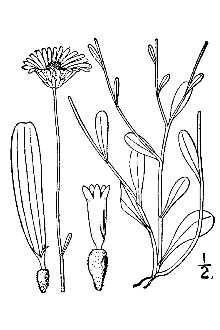 <i>Bellis integrifolia</i> Michx.
