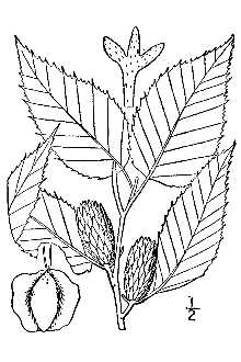 <i>Betula lutea</i> Michx. f. var. fallax Fassett