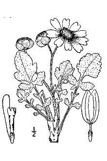 <i>Berlandiera lyrata</i> Benth. var. macrophylla A. Gray