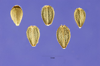 <i>Berlandiera lyrata</i> Benth. var. macrophylla A. Gray