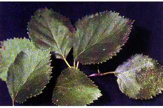 <i>Betula beeniana</i> A. Nelson