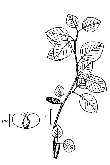 <i>Betula papyrifera</i> Marshall ssp. occidentalis (Hook.) Hultén