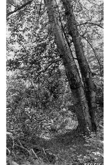 <i>Betula fontinalis</i> Sarg.