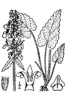 <i>Betonica officinalis</i> L.