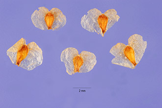 <i>Betula verrucosa</i> Ehrh.