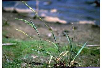 American Sloughgrass