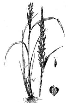 <i>Beckmannia syzigachne</i> (Steud.) Fernald var. uniflora (Scribn. ex A. Gray) B. Boivin