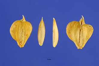 <i>Beckmannia eruciformis</i> auct. non (L.) Host
