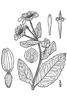 <i>Berlandiera ×betonicifolia</i> (Hook.) Small (pro sp.), database artifact
