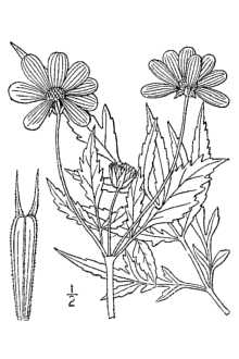 <i>Bidens aristosa</i> (Michx.) Britton var. mutica (A. Gray) Gattinger